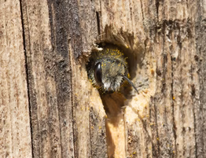 Kurvmurerbi - Osmia leaiana - Han, , Fotograf Claus Bach.