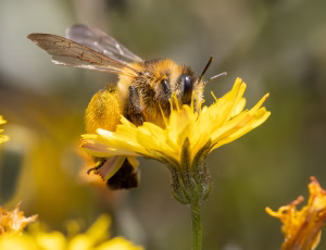 Pragtbuksebi - Dasypoda hirtipes - Hun, , Fotograf Claus Bach.