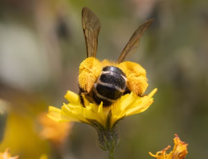 Pragtbuksebi - Dasypoda hirtipes - Hun, , Fotograf Claus Bach.