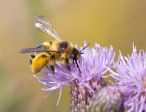 Pragtbuksebi - Dasypoda hirtipes - Hun, , Fotograf Claus Bach.