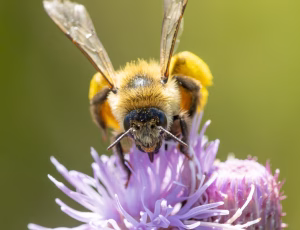 Pragtbuksebi - Dasypoda hirtipes - Hun, , Fotograf Claus Bach.