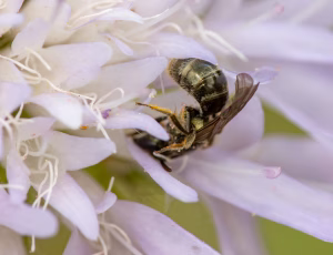 Bronzesmalbi - Lasioglossum leucopus - Hun, , Fotograf Claus Bach.