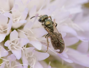Bronzesmalbi - Lasioglossum leucopus - Hun, , Fotograf Claus Bach.