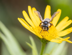 Tandet jordbi - Andrena denticulata - Hun, , Fotograf Claus Bach.