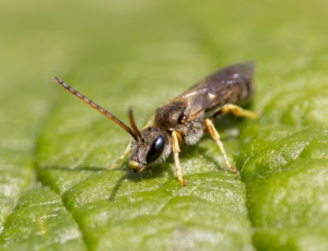 Bronzevejbi - Halictus tumulorum - Han, , Fotograf Claus Bach.