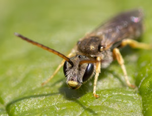 Bronzevejbi - Halictus tumulorum - Han, , Fotograf Claus Bach.