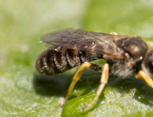 Bronzevejbi - Halictus tumulorum - Han, , Fotograf Claus Bach.