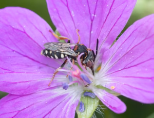 Smal filtbi - Epeolus variegatus - Hun, , Fotograf Claus Bach.