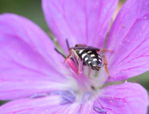 Smal filtbi - Epeolus variegatus - Hun, , Fotograf Claus Bach.