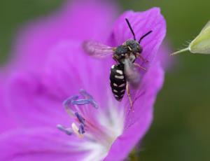 Smal filtbi - Epeolus variegatus - Hun, , Fotograf Claus Bach.