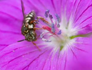 Smal filtbi - Epeolus variegatus - Hun, , Fotograf Claus Bach.