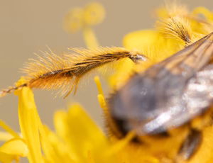 Pragtbuksebi - Dasypoda hirtipes - Han, , Fotograf Claus Bach.