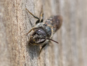 Sort panserbi - Stelis phaeoptera - Hun, , Fotograf Claus Bach.