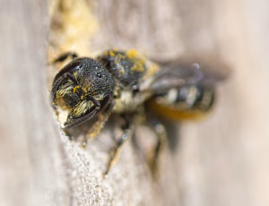 Hulbi - Heriades truncorum - Hun, , Fotograf Claus Bach.