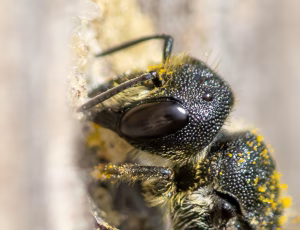 hulbi - Heriades truncorum - Hun, , Fotograf Claus Bach.