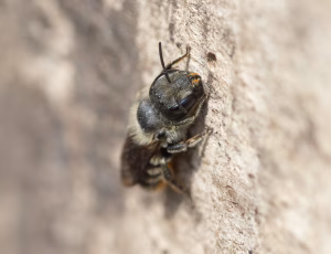 Kurvmurerbi - Osmia leaiana - Hun, , Fotograf Claus Bach.