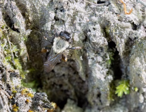 Rødbrystet jordbi - Andrena clarkella - Hun, , Fotograf Claus Bach.