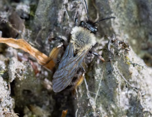 Rødbrystet jordbi - Andrena clarkella - Hun, , Fotograf Claus Bach.