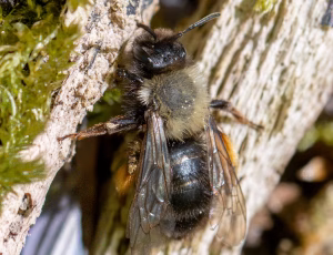 Rødbrystet jordbi - Andrena clarkella - Hun, , Fotograf Claus Bach.
