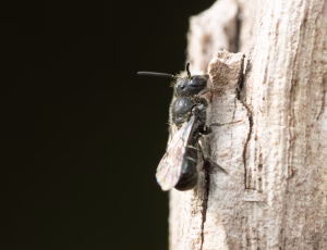 Hulbi - Heriades truncorum - Han, , Fotograf Claus Bach.