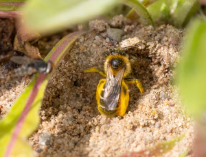 Pragtbuksebi - Dasypoda hirtipes - Hun, , Fotograf Claus Bach.