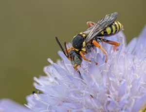 Prikket hvepsebi - Nomada flavopicta - Han, , Fotograf Claus Bach.