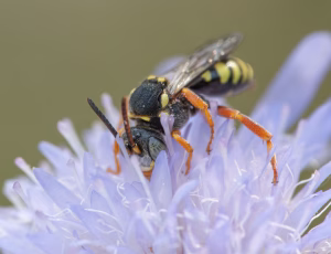 Prikket hvepsebi - Nomada flavopicta - Han, , Fotograf Claus Bach.