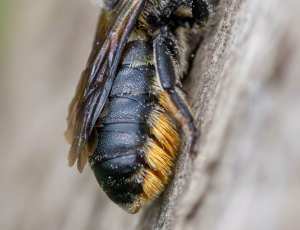 Kurvmurerbi - Osmia leaiana - Hun, , Fotograf Claus Bach.