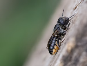 Kurvmurerbi - Osmia leaiana - Hun, , Fotograf Claus Bach.
