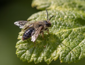 Havejordbi - Andrena haemorrhoa - Han, , Fotograf Claus Bach.