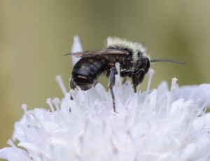 Kurvmurerbi - Osmia leaiana - Han, , Fotograf Claus Bach.