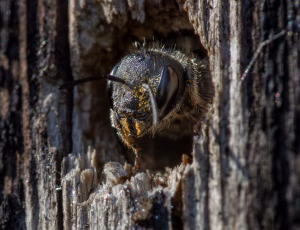 Kurvmurerbi - Osmia leaiana - Hun, , Fotograf Claus Bach.