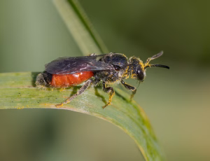 Sandblodbi - Sphecodes pellucidus - Hun, , Fotograf Claus Bach.