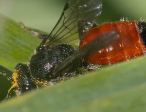 Sandblodbi - Sphecodes pellucidus - Hun, , Fotograf Claus Bach.