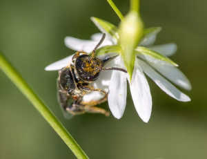 Sandblodbi - Sphecodes pellucidus - Hun, , Fotograf Claus Bach.