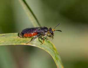 Sandblodbi - Sphecodes pellucidus - Hun, , Fotograf Claus Bach.