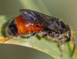Sandblodbi - Sphecodes pellucidus - Hun, , Fotograf Claus Bach.