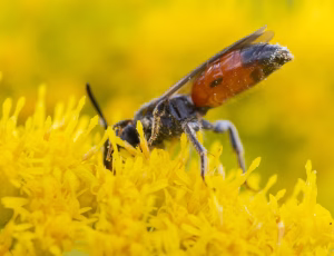 Bred klintblodbi - Sphecodes crassus - Hun, , Fotograf Claus Bach.