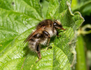 Agerhumle - Bombus pascuorum - Hun, , Fotograf Claus Bach.