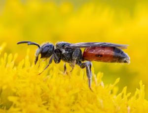 Bred klintblodbi - Sphecodes crassus - Hun, , Fotograf Claus Bach.