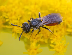 Bred klintblodbi - Sphecodes crassus - Hun, , Fotograf Claus Bach.