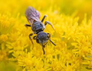 Bred klintblodbi - Sphecodes crassus - Hun, , Fotograf Claus Bach.