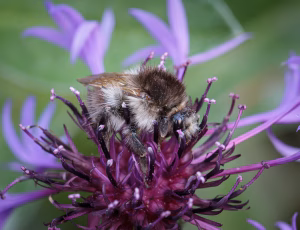 Agerhumle - Bombus pascuorum - Hun, , Fotograf Claus Bach.
