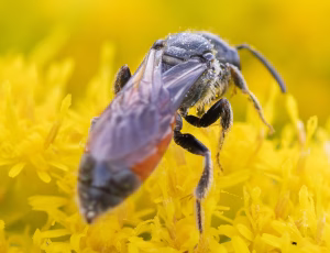 Bred klintblodbi - Sphecodes crassus - Hun, , Fotograf Claus Bach.
