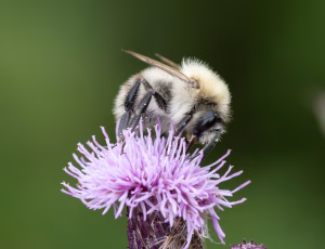 Agerhumle - Bombus pascuorum - Hun, , Fotograf Claus Bach.