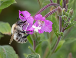 Agerhumle - Bombus pascuorum - Hun, , Fotograf Claus Bach.