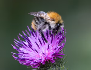 Agerhumle - Bombus pascuorum - Hun, , Fotograf Claus Bach.
