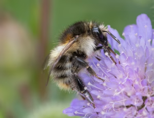 Agerhumle - Bombus pascuorum - Hun, , Fotograf Claus Bach.