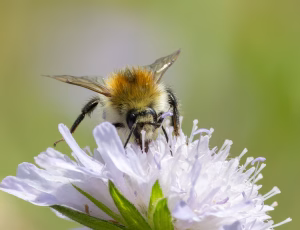 Agerhumle - Bombus pascuorum - Hun, , Fotograf Claus Bach.