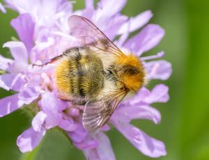 Agerhumle - Bombus pascuorum - Hun, , Fotograf Claus Bach.